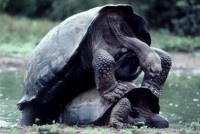 /album/reproduccion-animal94/tortugas-jpg/