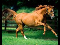 /album/reproduccion-animal94/images-jpg1/