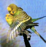 /album/reproduccion-animal94/peri3-jpg/