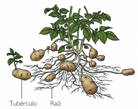 /album/reproduccion-animal94/tuberculos-png/